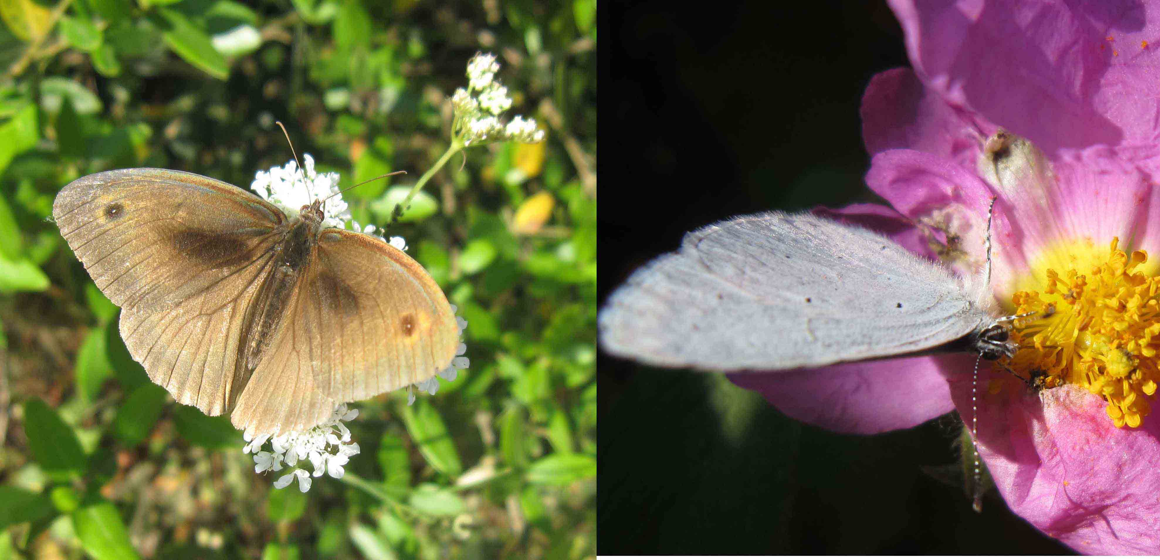 2farfalle